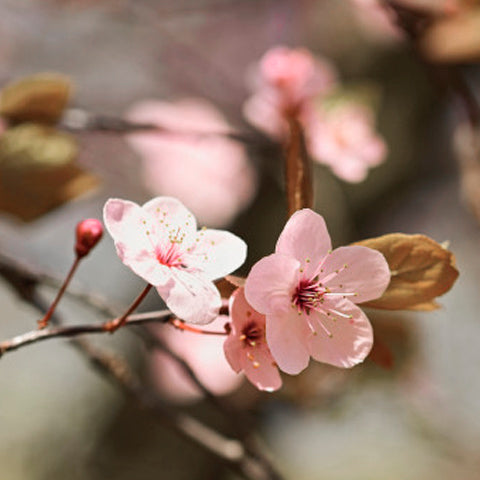 Flores rosas