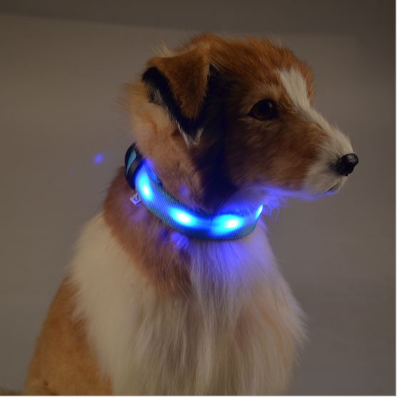 light up dog accessories