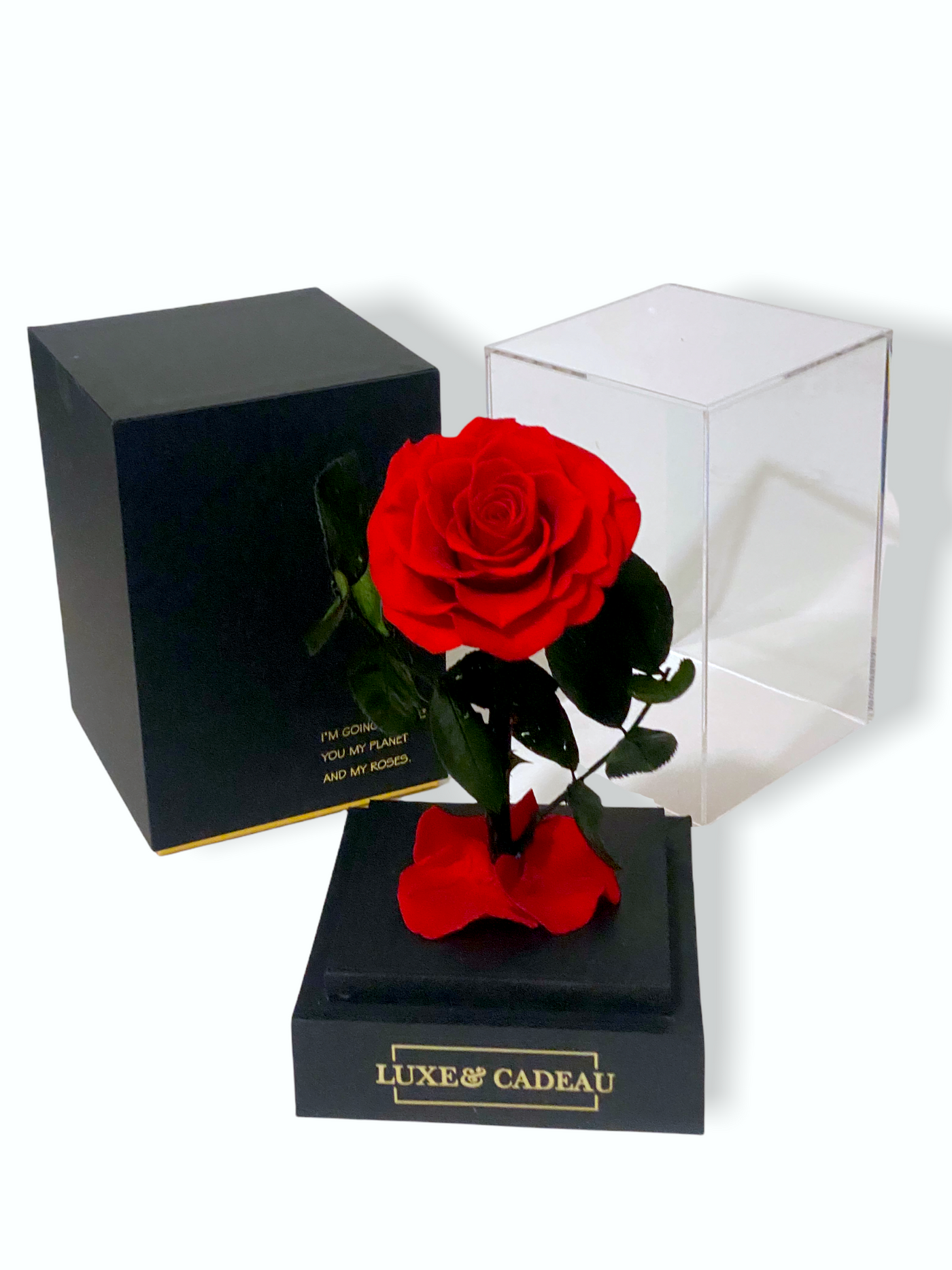 Rose éternelle sous cloche Rouge 12*22cm – LUXE UN CADEAU