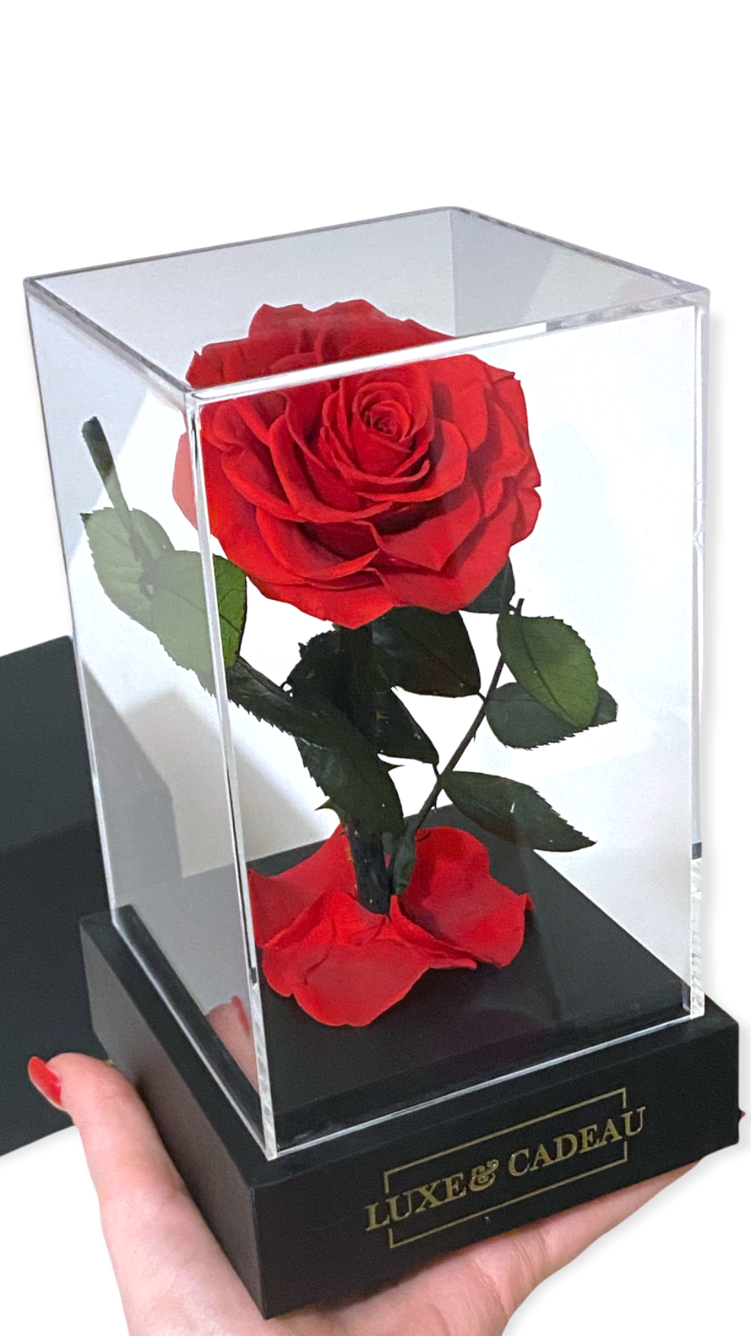 Rose éternelle sous cloche Rouge 12*22cm – LUXE UN CADEAU