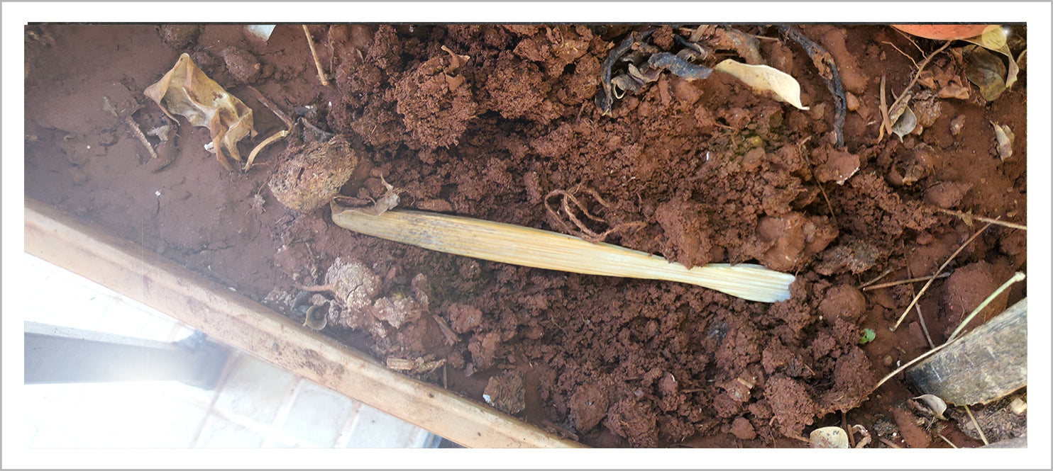 How to decompose bamboo toothbrush