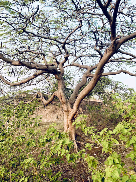 Gulmohar tree