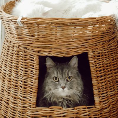 Wicker Cat Basket