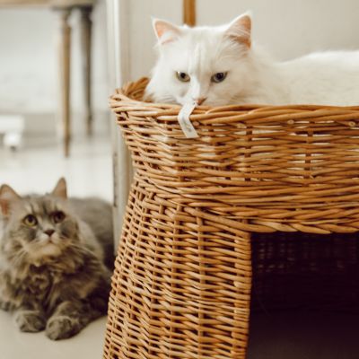 Wicker Cat Basket