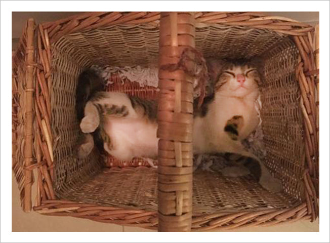 Pet cat in DaisyLife wicker multipurpose baskets for pet and picnics