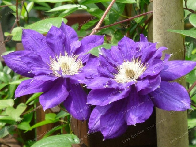 2 Pcs Clematis Bulbs Rare Multi Colored Clematis Vine Flower