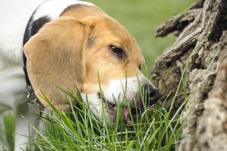 Why Some Dogs Eat Grass My Furbaby S Heartbeat Bear