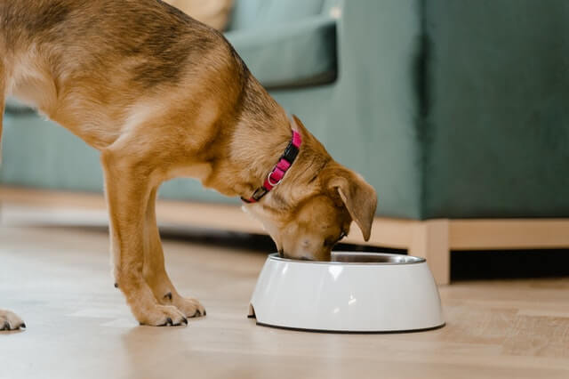 Hundebesitzer achten auf die Hundeernährung