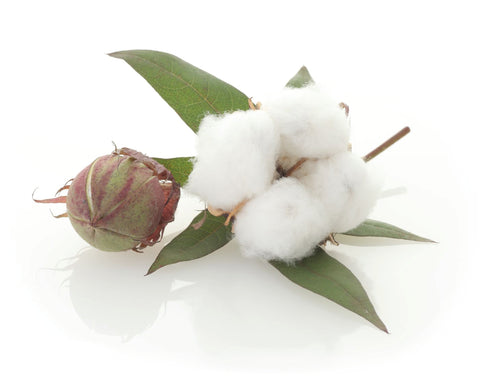 Organic Cotton Plant