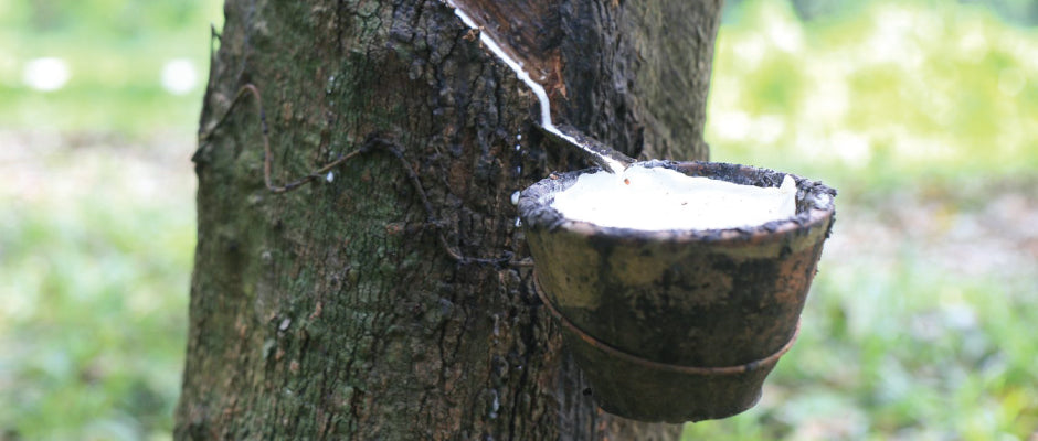Organic latex tapped from the rubber tree