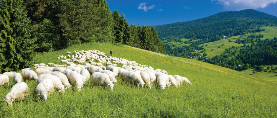 Organic Sheep's Wool