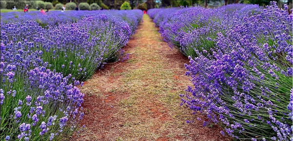 Lavender farm with a path going through the middle