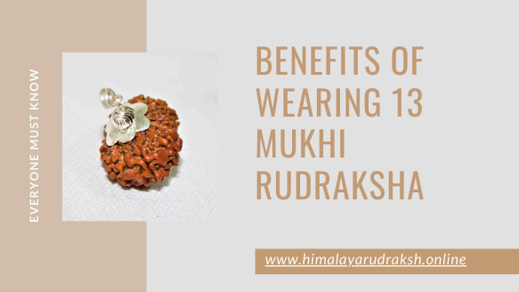 13 mukhi rudraksha