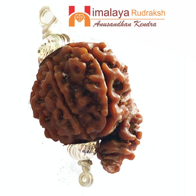 ganesh mukhi rudraksha