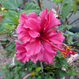 Hibiscus rosa-sinensis (Hawaiian hibiscus-Rose mallow-Shoeblackplant)