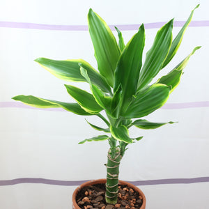 exotenherz - Mini plante – Dracaena Sanderiana – Arbre de dragon