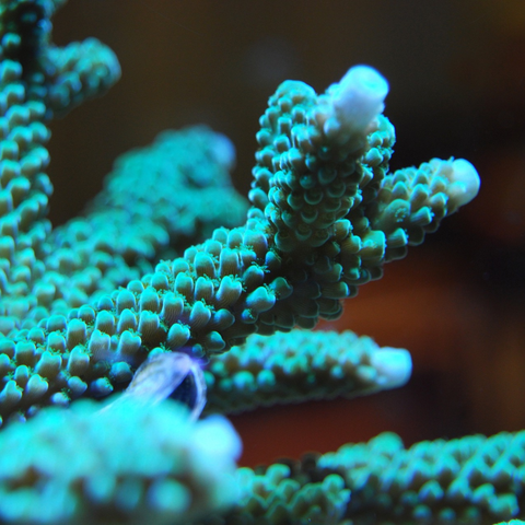 Acropora Coral Care Guide - A Beginners Guide – Reefco Aquariums