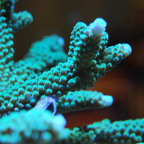 Acropora SPS Coral