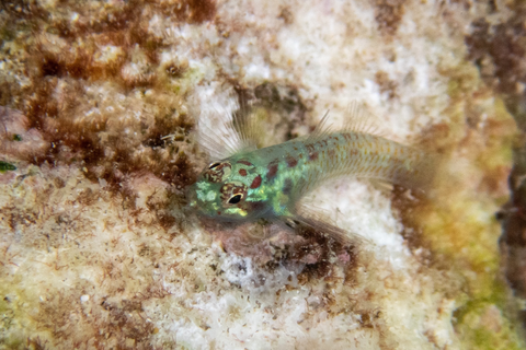 Blenny saltwater fish tank cleaner 