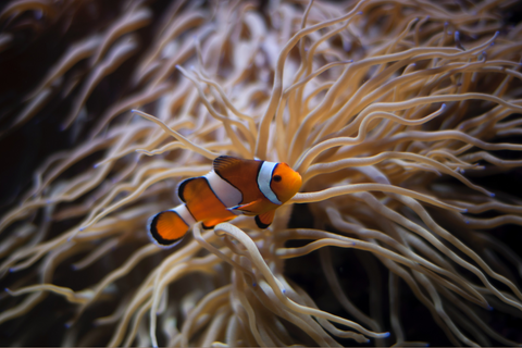 Clownfish saltwater fish tank cleaner 