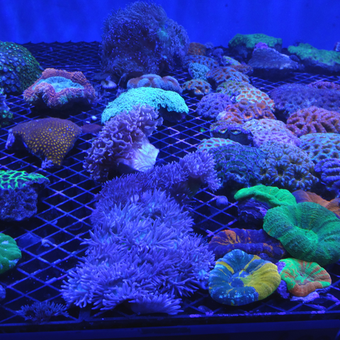 Coral Frags LPS SPS Soft Corals