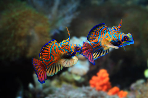 Mandarin fish 