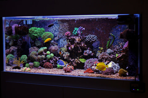 Large saltwater aquarium