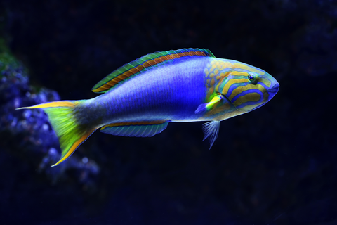 Wrasse saltwater fish tank cleaner 