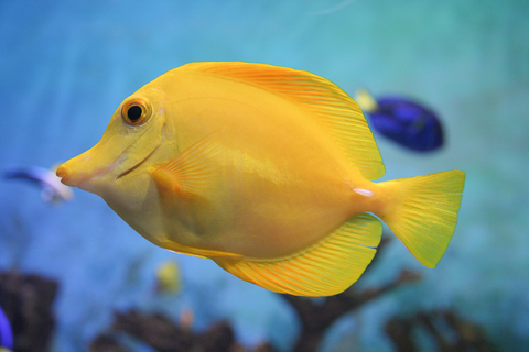 Yellow tang saltwater fish tank cleaner 