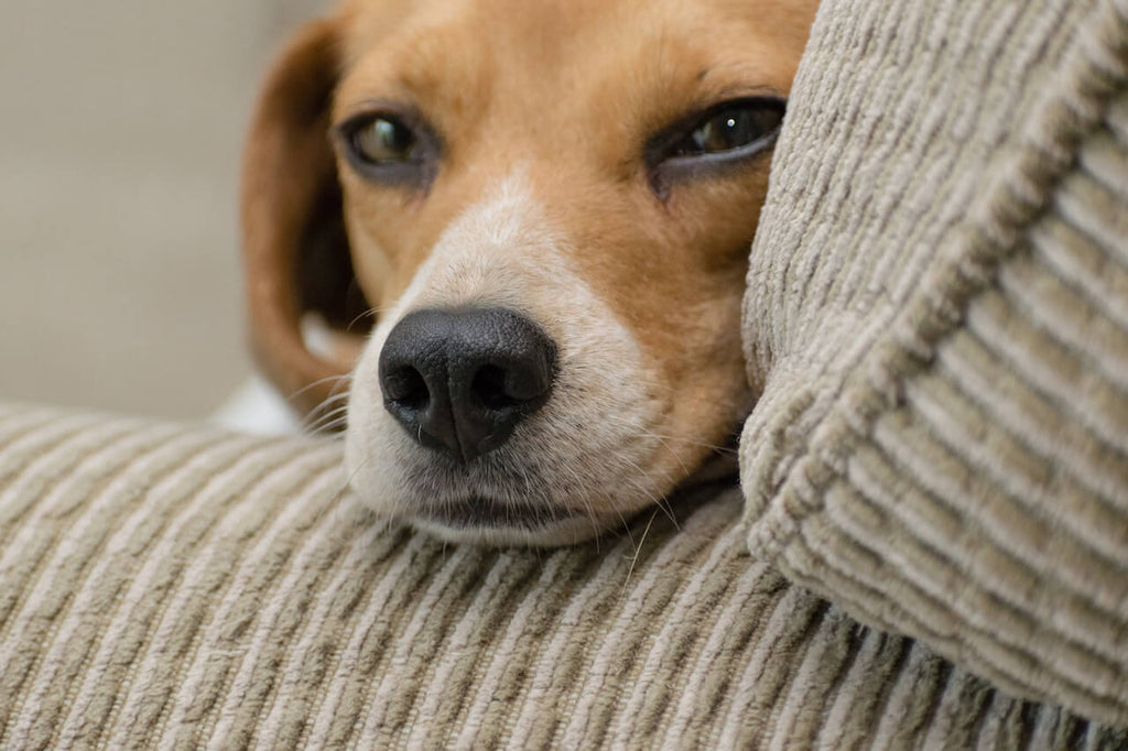 Beagle sleeping on couch