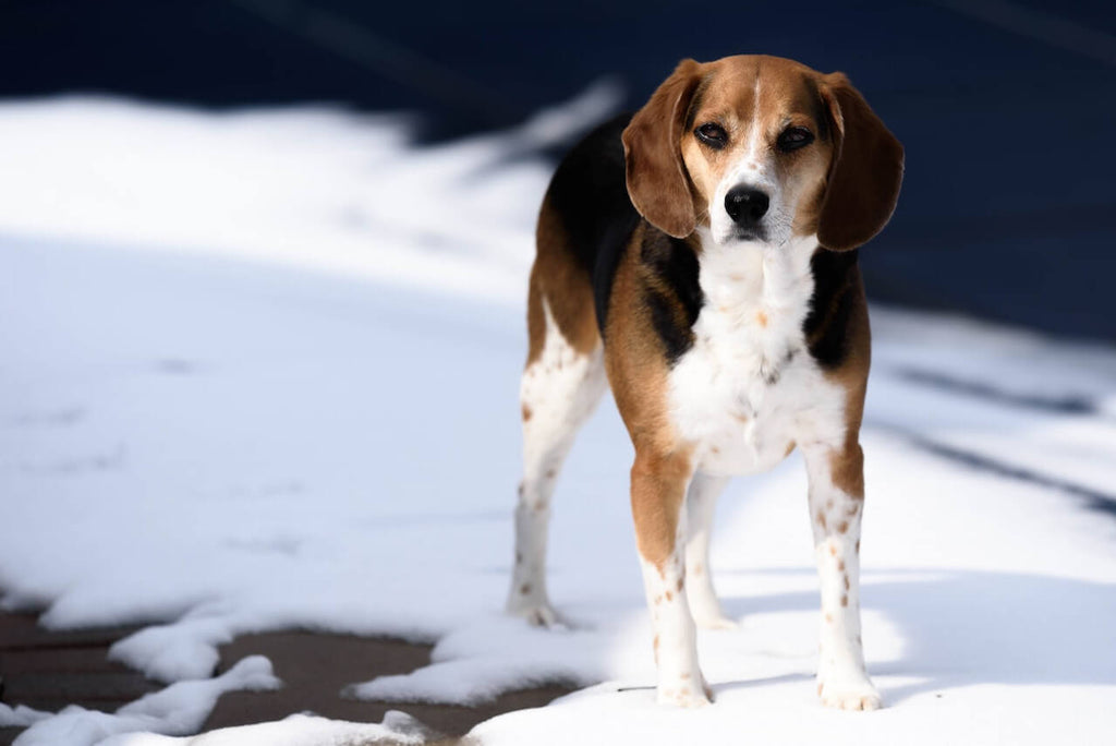 Beagle standing in snow