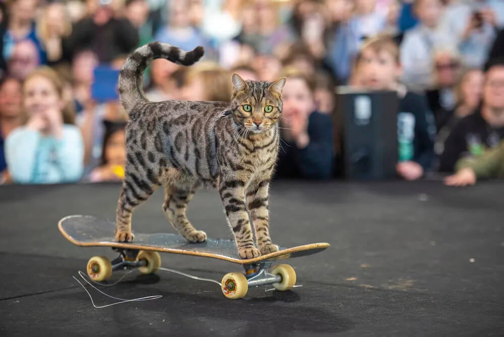 Bengal cat playing