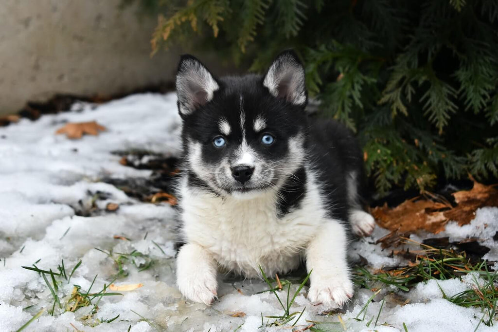 Pomsky puppy in snow