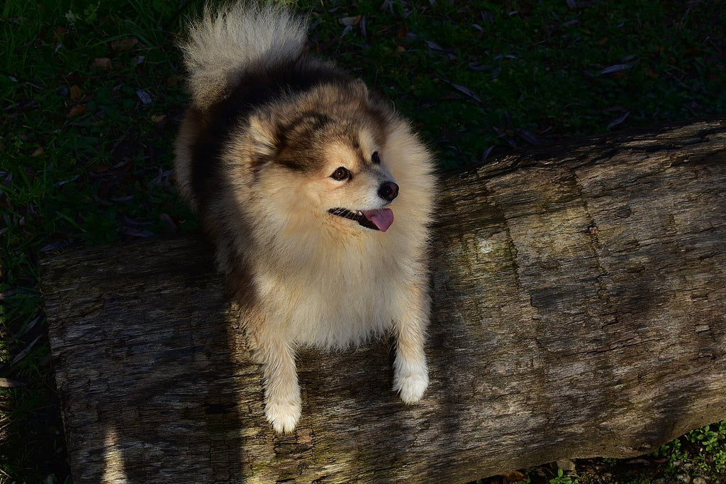 Pomsky on Tree