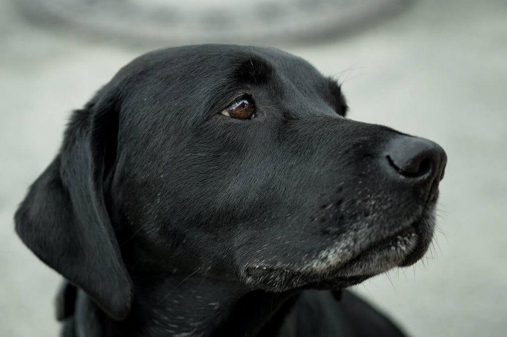 Black lab zoomed