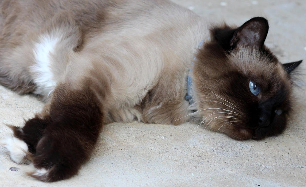 Burmese Adult Cat Lying on Ground