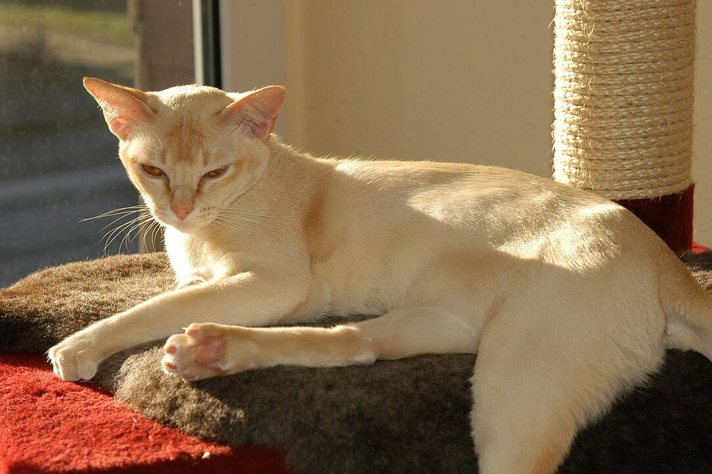 Hypoallergenic albino burmese cat