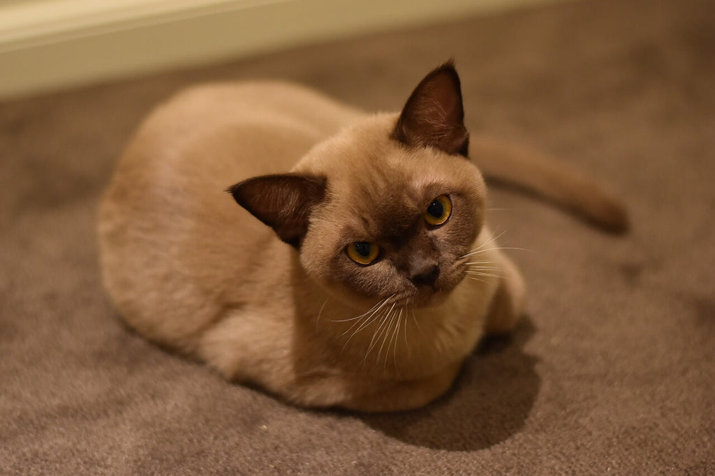 Hypoallergenic burmese cat on carpet