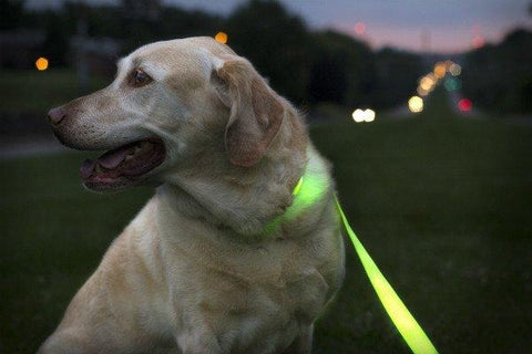 LED Dog Collar and Leash