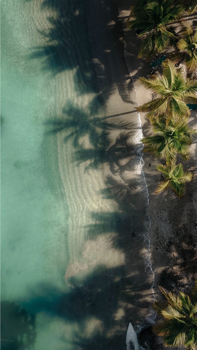 Aerial Photography Of Green Coconut Palm Trees Nea Iphone 11 Pro