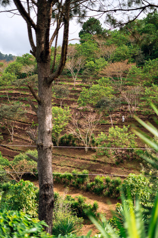 Finca La Unica