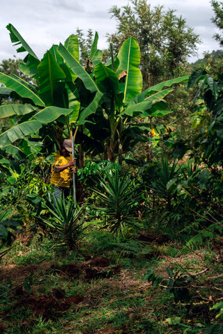 Coffee farmer planting coffee trees