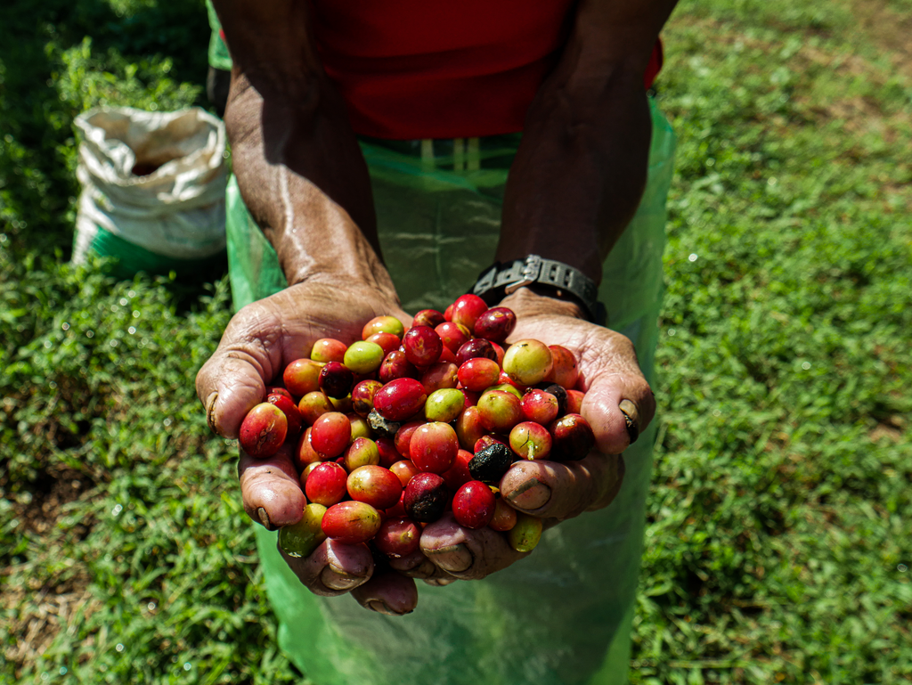 Coffee Cherries