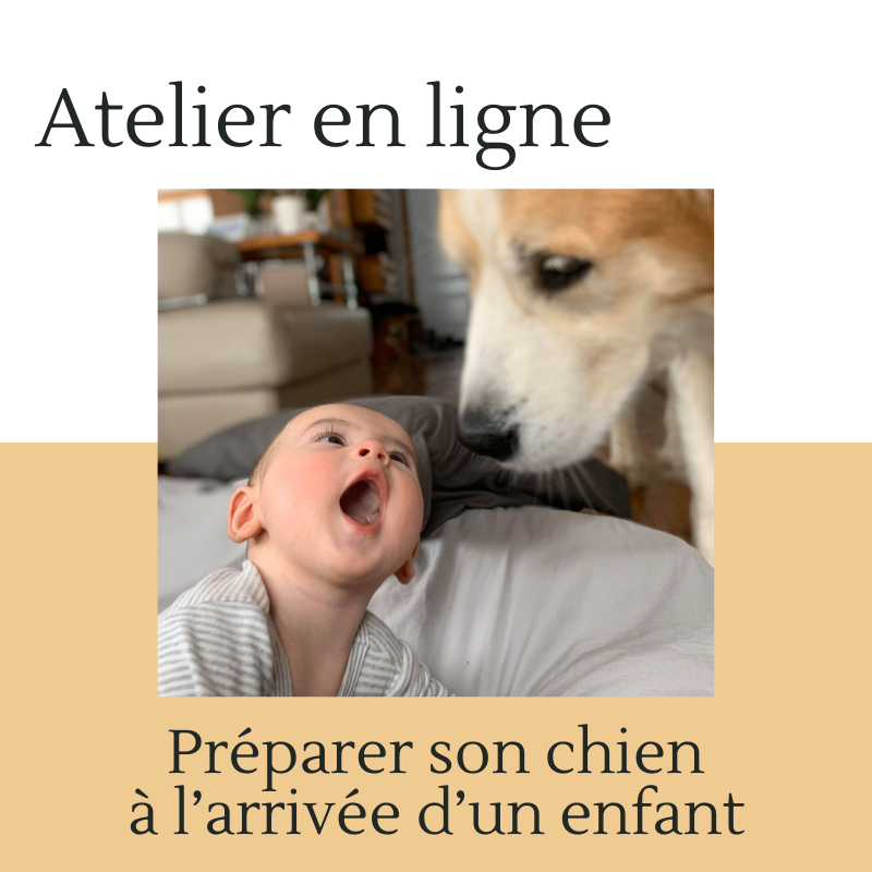 Atelier Preparer Son Chien A L Arrivee D Un Bebe Le Chien Coureur Gaspe