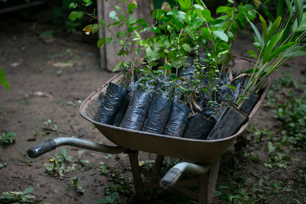 Image of trees being planted in the Peruvian Amazon