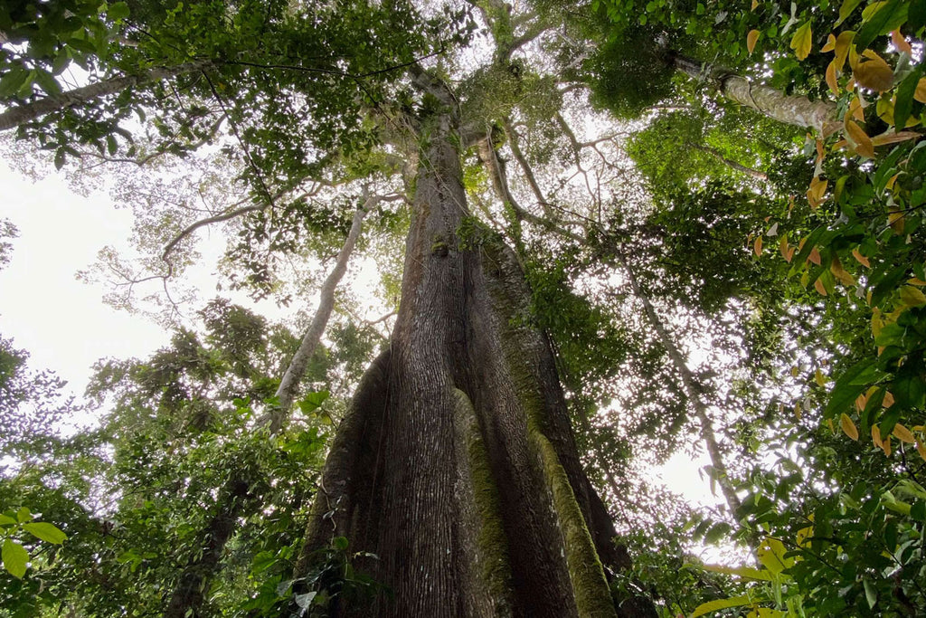 Image of a tree in the Peruvian Amazon