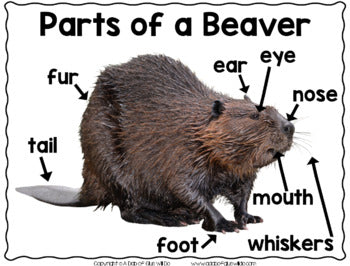 Beavers: An Animal Study – A Dab of Glue Will Do