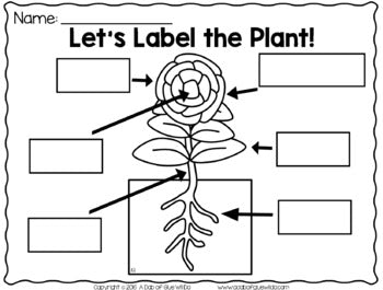 plants powerpoint science lessons and printables a dab of glue will do