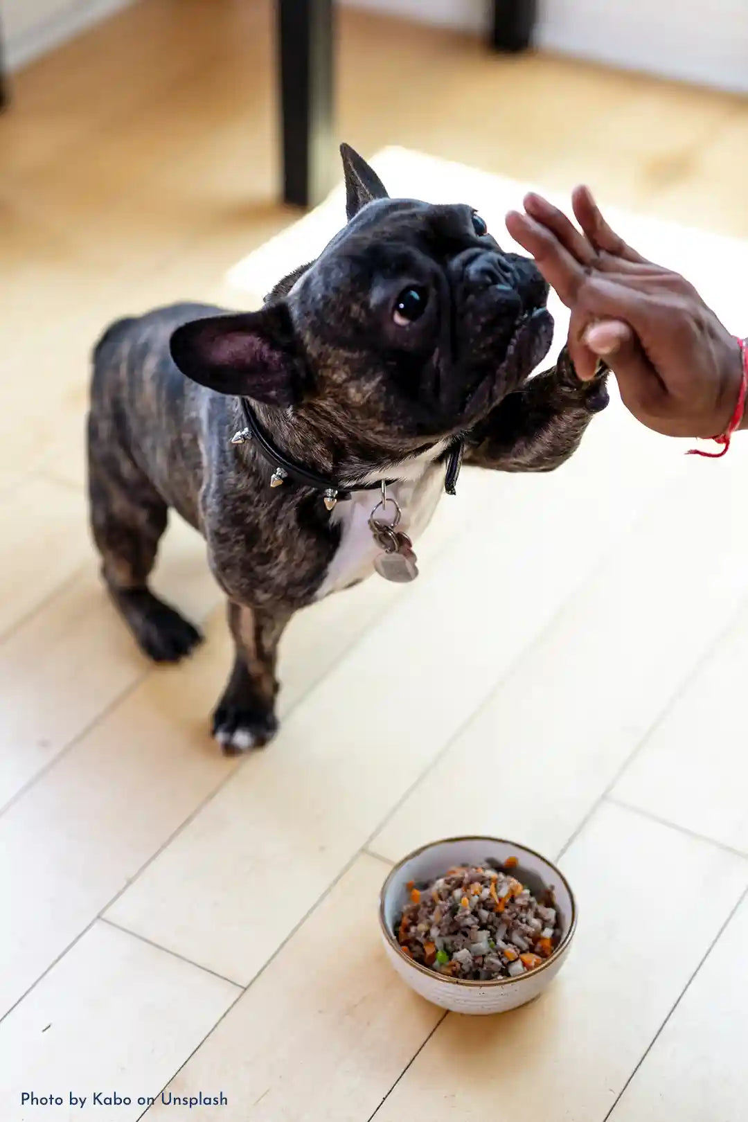 A black Frenchie giving a high five to a black woman's hand. There is a bowl of dog food on the floor