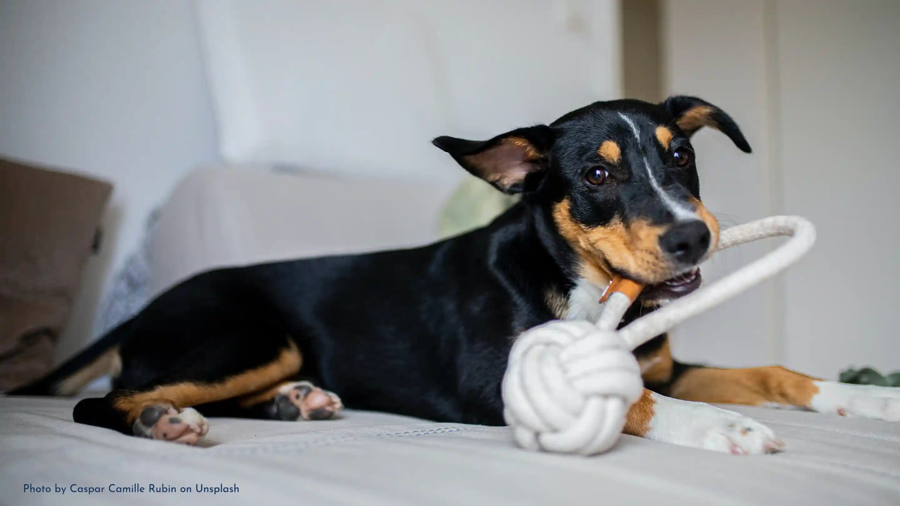 A dog with a rope toy in its mouth